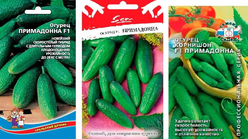 แตงกวาพรีมาดอนน่า