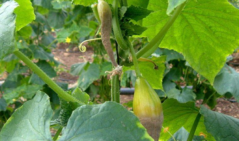 แตงกวาเน่า