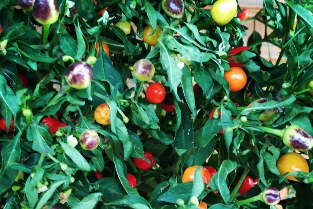 ท้องฟ้าทั้งหมดเต็มไปด้วยดวงดาว