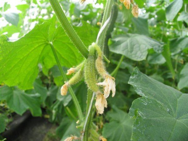 รังไข่แตงกวาเริ่มเปลี่ยนเป็นสีเหลือง