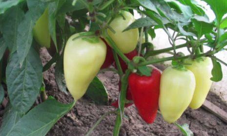 Poivre blanc comme neige