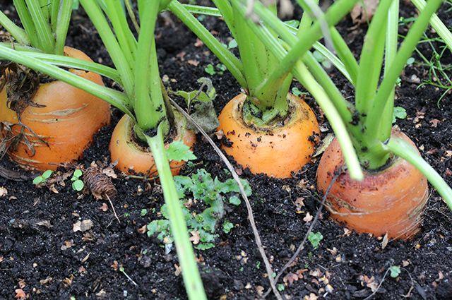 แครอทสุก