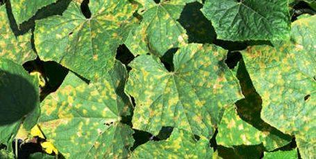 mosaïque sur concombres