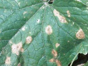 สาเหตุของโรคแอนแทรคโนสในแตงกวาและการรักษาด้วยยาพื้นบ้านและยารักษาโรค