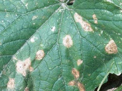 โรคแอนแทรคโนสของแตงกวา