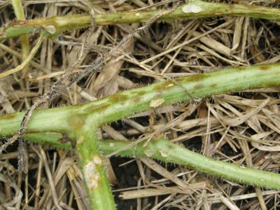 โรคแอนแทรคโนสของแตงกวา