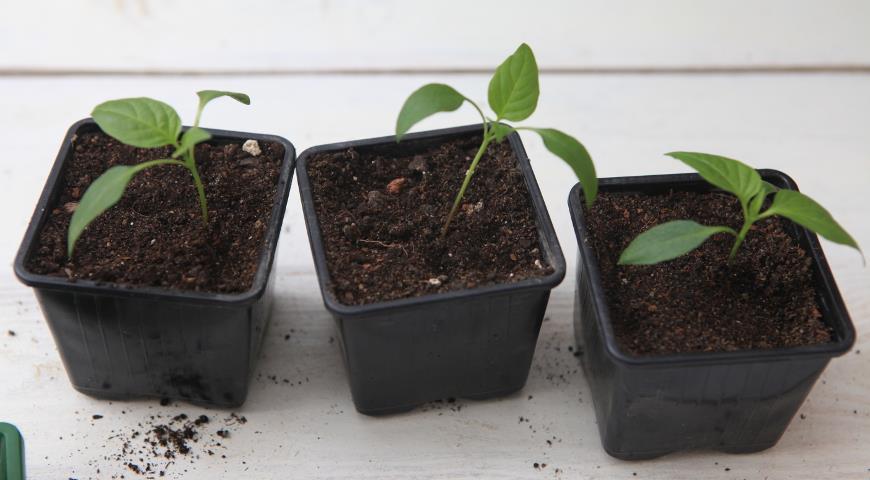 การเก็บพริก