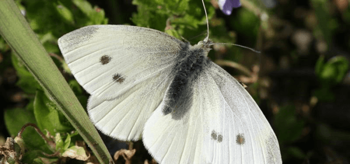 Papillon blanc