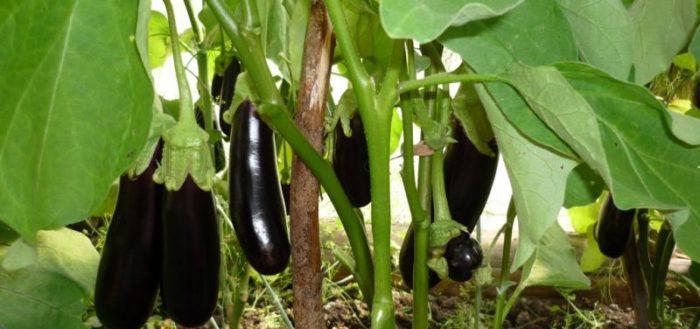 เพชรมะเขือยาว