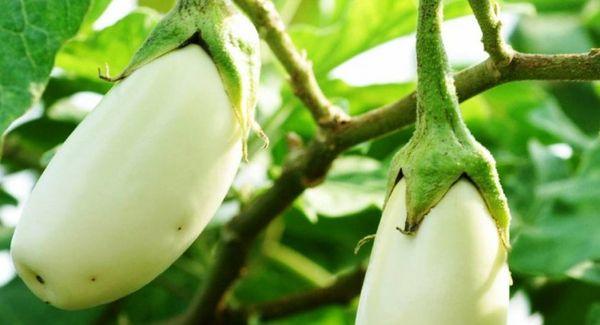 มะเขือยาวสีขาว