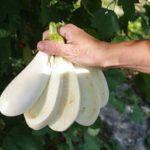 มะเขือยาวสีขาว