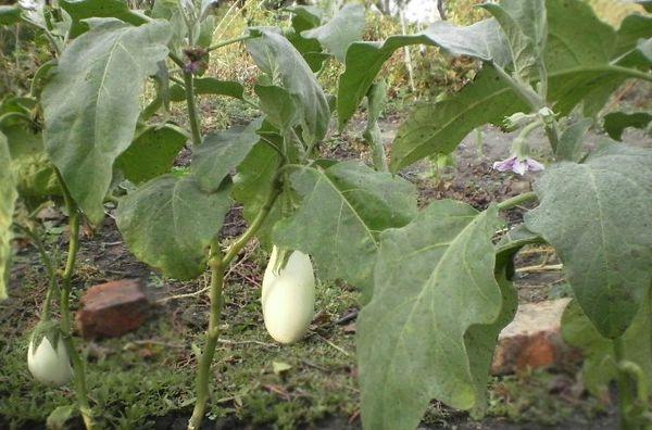 ต้นมะเขือยาว