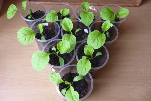 ต้นกล้ามะเขือยาว