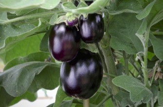 มะเขือยาวลูกเล็ก