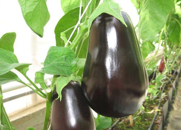 การปลูกมะเขือยาว