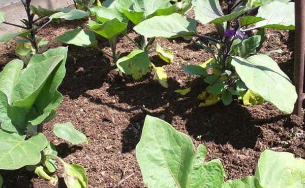 การใส่ปุ๋ยมะเขือยาว