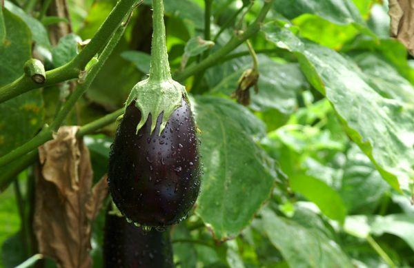 พันธุ์มะเขือยาว