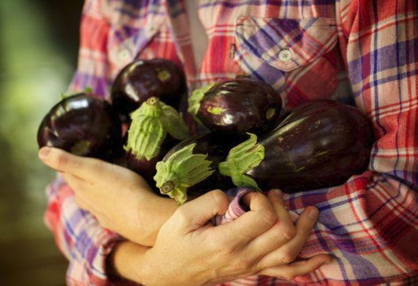 การเก็บเกี่ยว