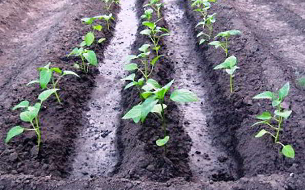 การรดน้ำมะเขือยาว