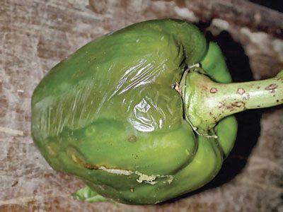 โรคเน่าจากแบคทีเรีย