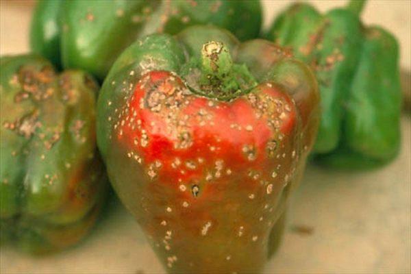 โรคพริก