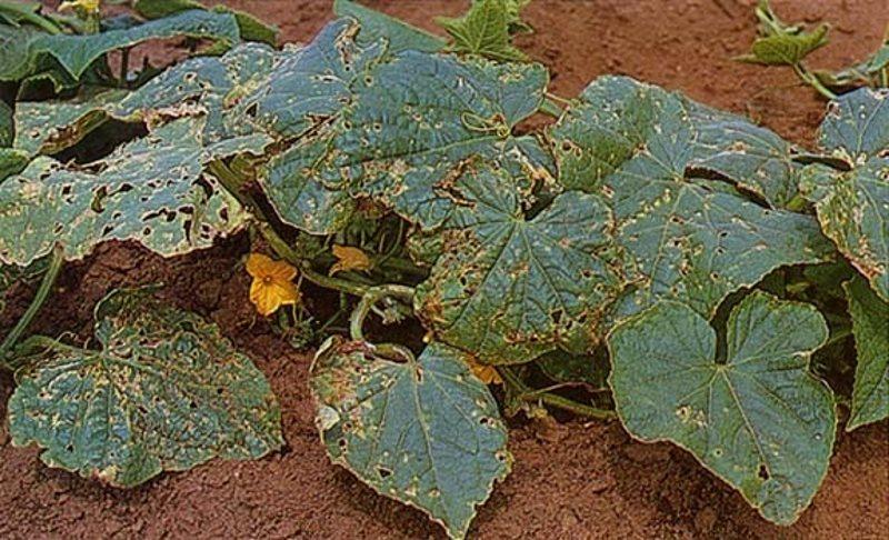 โรคคลาโดสปอริโอซิสของแตงกวา