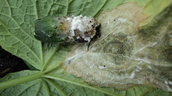 โรคจุดใบสเคลอโรทิเนียของแตงกวา