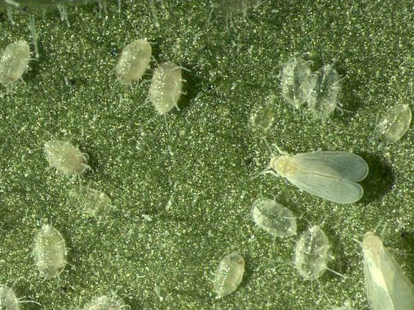 ตัวอ่อนของแมลงหวี่ขาว