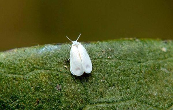 แมลงหวี่ขาว