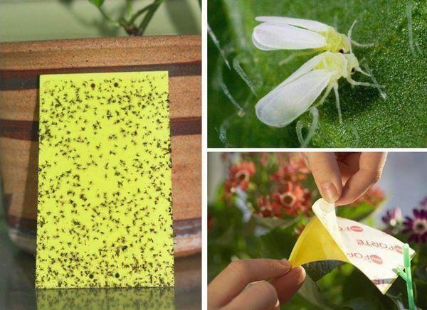 กับดักแมลงหวี่ขาว