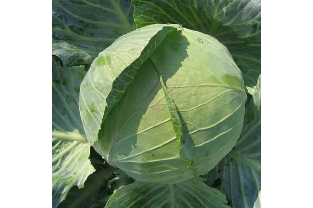 กะหล่ำปลีเบลารุส 455