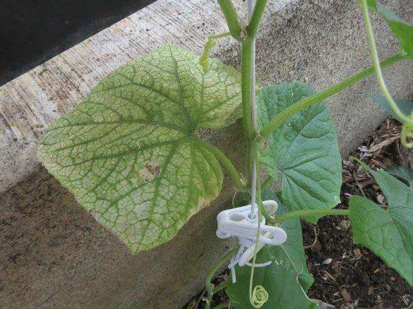 ถั่วงอกผูก