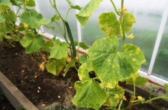 แตงกวาในเรือนกระจก