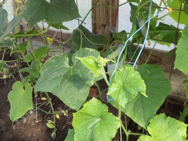 แตงกวาในโรงเรือน