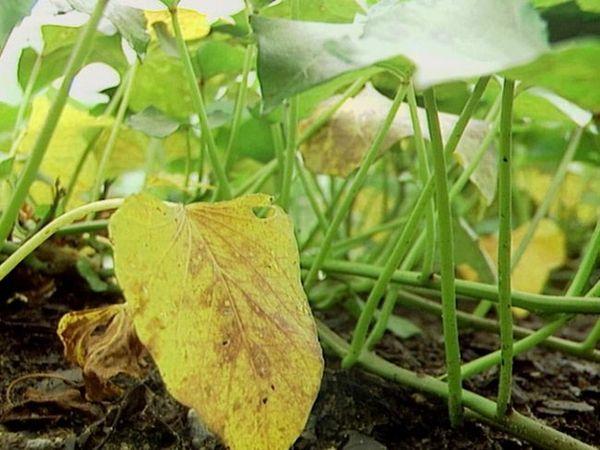 ภาชนะใส่ต้นกล้า