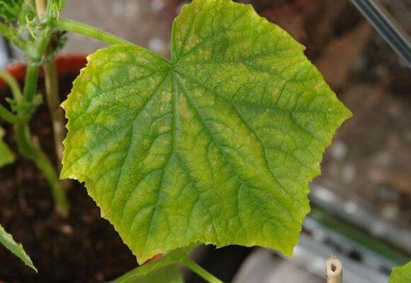 ใบเหลือง