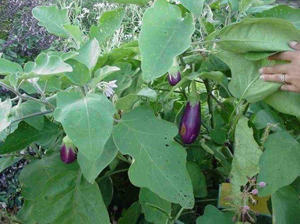 buisson d'aubergines