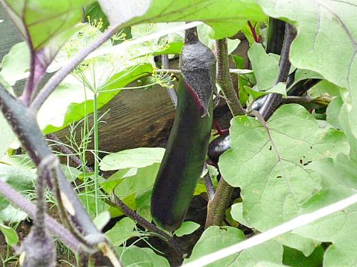 maladie de l'aubergine