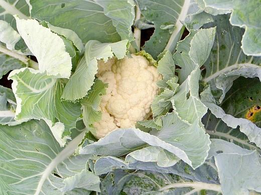 โรคกะหล่ำปลี