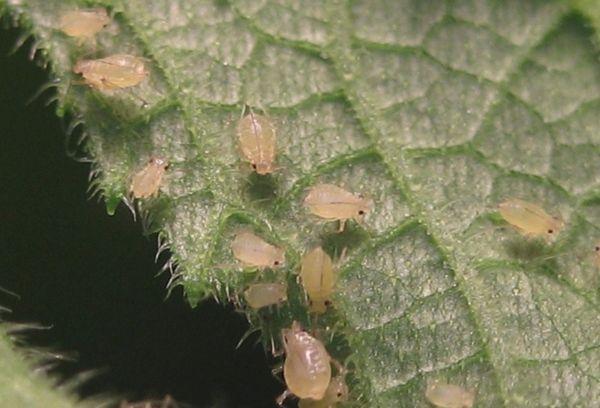 Pucerons sur concombre