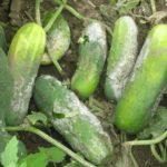 โรคเนื้อตายจากแตงกวา