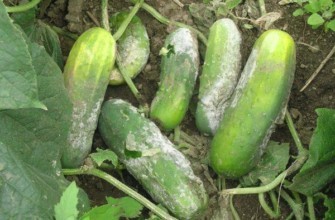 โรคเนื้อตายจากแตงกวา