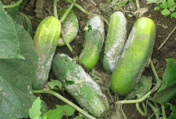 Nécrose du concombre