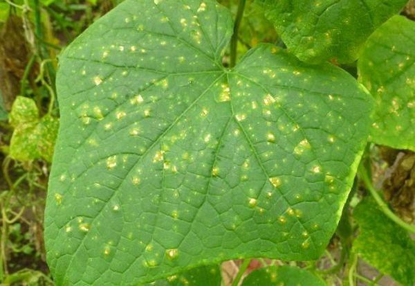 Mosaïque de concombres