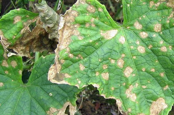 Champignon du concombre