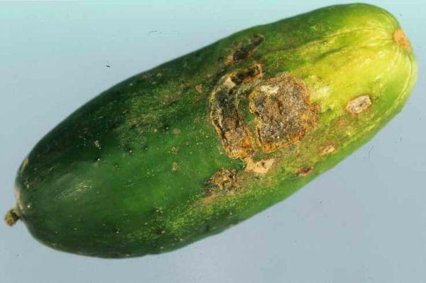 Rhizoctonia des concombres