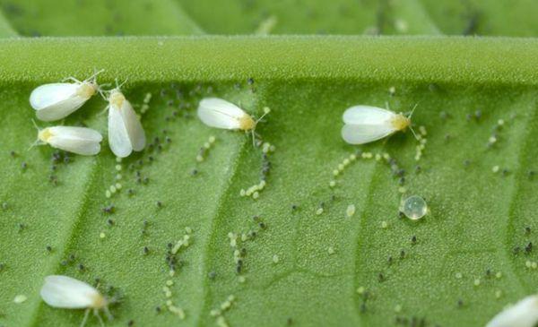 Aleurode sur concombre