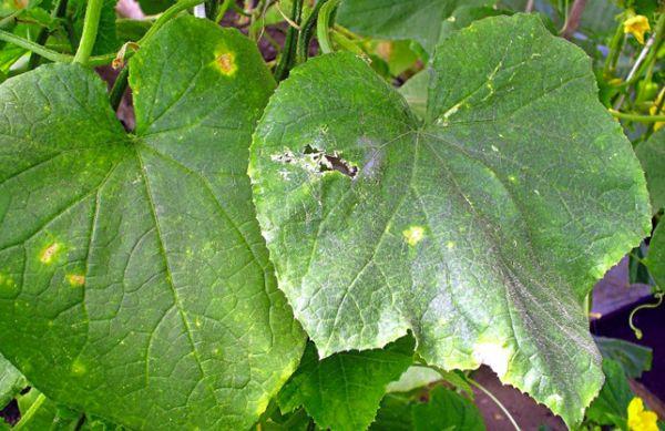 Mildiou des concombres