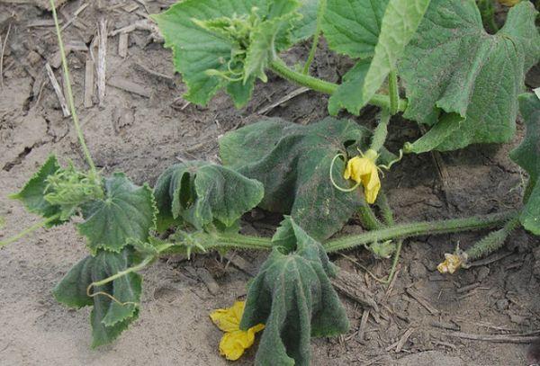 flétrissement des concombres