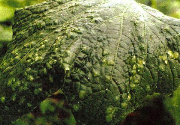 Mosaïque sur concombres